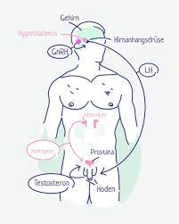 Hormontherapie Bei Prostatakrebs Einfach Erklart Viomedo