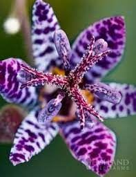 Check spelling or type a new query. 25 Flower Bulbs Ideas Bulb Flowers High Country Gardens Fall Plants
