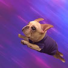 Check spelling or type a new query. Flying Gifs Get The Best Gif On Giphy