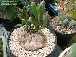 Image result for Kleinia abyssinica