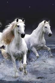 phoneky white horses hd خلفيات
