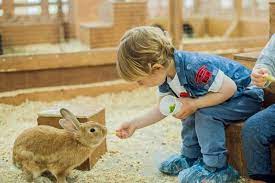 Does A Rabbit Make A Good Pet For A Child