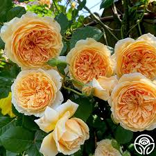 Image result for Margaretta rosea