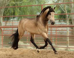 Animals beautiful buckskin horse horses animals of the world equines dun horse horse inspiration andalusian horse animals. Gambler Buckskin Andalusian On Instagram Showing Off Andalusianstallion Buckskinstallion Stallionat Andalusian Horse Andalusian Horse Dressage Horses