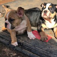 She has a very strong grip on things, even if she needs to jump into the air to get them. French Bulldog Puppies Available For Sale Home Facebook