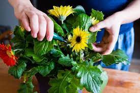 How To Care For Gerbera Daisies Inside Gerbera Daisy Gerbera Daisy Care Gerbera