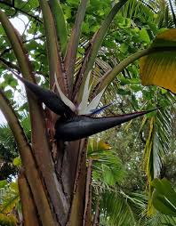 Image result for Strelitzia