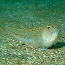 Fünf junge detektive machen sich mit der fee flimmer auf die suche nach dem schlossgeist. Petermannchen In Diesem Jahr Vermehrt Stiche Des Giftfisches In Der Nordsee Stern De