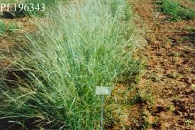 Image result for Digitaria acuminatissima