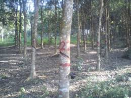 Check spelling or type a new query. Plantation Species Forestry Department Peninsular Malaysia