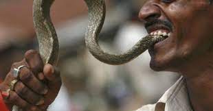 Below is a list of fatal snakebites that occurred in australia.omitted incidents include cases where someone died from falling after receiving a bite. Snake Bites 70 Year Old In Gujarat Who Bites It Back To Take Revenge Both Die