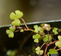 Image result for Hydrocotyle sibthorpioides