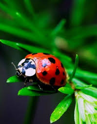 C P Coccinelles 2 Coccinelle Animaux Et Coccinelle Insecte Symbol of femininity and elegance, the brand coccinelle is known in the whole world for the quality of the offered materials, the finesse of the design and colors and for being able to follow the season's trends by reinterpreting them in their own way. pinterest