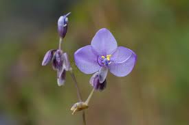 Image result for Commelina purpurea