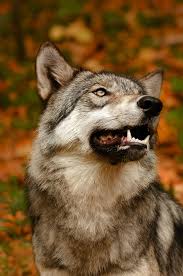 Pin De Beyzanur En Bozkurt Wolf Fotos De Animales Salvajes Animales Salvajes Perros Salvajes