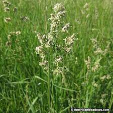 Orchard Grass Seeds American Meadows Orchard Grass Grass Seed American Meadows