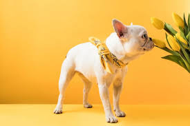 We did not find results for: 9 Dog Safe Flowers Safe Blooms To Plant Around Your Pooch