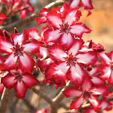Image result for Adenium multiflorum