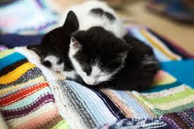 Rehoming your cat rehome is the safe, reliable, and free way to find your cat a great new home. Kitten Season Battersea Dogs Cats Home