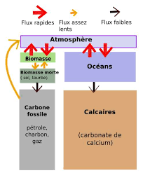 Mais à faire avancer des trains ! Puits De Carbone Ou Sont Ils Et Comment Fonctionnent Ils