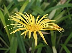 Image result for Gerbera jamesonii
