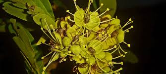 Image result for Julbernardia