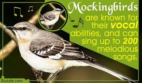 Color the horizontal stripes on the right red on the bottom. Texas State Bird Mockingbird