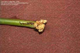 How to load a custom rom. Propagation How Do You Root A Rose Cutting 1 By Billgrubbs