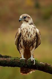 Birds Of Prey Animals Saker Falcon On A Perch Pet Birds Birds Of Prey Animals Beautiful