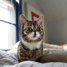 First, a bit about down syndrome: Can Cats Have Down Syndrome A Definitive Answer And Pictures Too Thecatsite Articles
