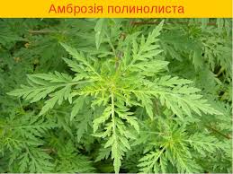 ОБЕРЕЖНО! АМБРОЗІЯ!