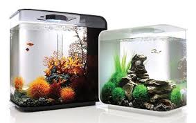 Rekomendasi ikan hias kecil yang cocok untuk aquarium kecil. Aquariuam Ikan Hias Mini Yang Cocok Untuk Rumah Minimalis Dunia Akuarium