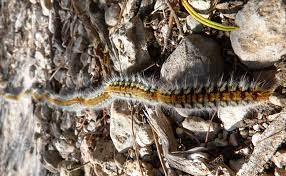 Stopper les chenilles processionnaires du pin et lutter contre leurs dégâts. Les Chenilles Processionnaires Du Pin Comment Les Eliminer