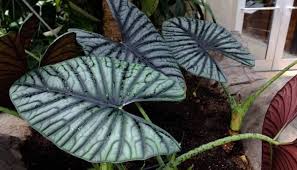 Jenis tanaman hias daun pengertian nama ciri cotoh gambar tanaman hias mencakup semua tumbuhan baik berbentuk terna merambat semak perdu ataupun pohon yang sengaja ditanam orang sebagai komponen taman kebun rumah penghias ruangan upacara komponen riasanbusana atau sebagai komponen karangan bunga. 10 Contoh Nama Tanaman Hias Daun Outdoor Dan Gambarnya
