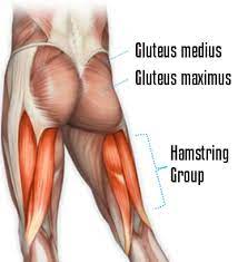 Glute and hamstring backside anatomy. Pin On Hd Awesome Body