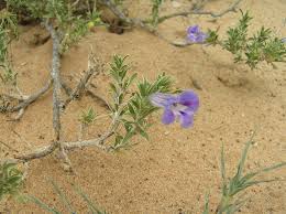 Image result for Aptosimum albomarginatum