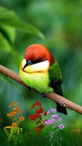 Animated Gif Bird Is The Word Gif Https Encrypted Tbn0 Gstatic Com Images Q Tbn 3aand9gcsam1hbj9fm2n6je6lpig Y8t5zt1lnjez1yw Usqp Cau