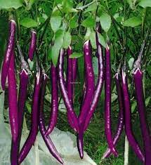 Eggplant Or Talong In Pilipino Eggplant Seeds Vegetables Planting Vegetables