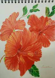 Coloured Pencil Drawings Hibiscus Flower Hibiscus Flower Drawing Hawaiian Flower Drawing Flower Drawing Images