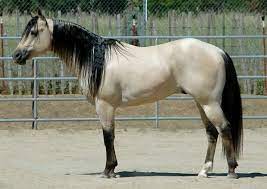 My favorite is a nice, light buttermilk buckskin color with a creamy coat and dark black stockings. Buttermilk Buckskin Quarter Horse Find Me A Picture Of Page 40 The Horse Forum Horses Grulla Horse Buckskin Horse