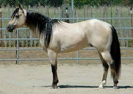 Buckskin horses will often change color from season to season. Buttermilk Buckskin Quarter Horse Find Me A Picture Of Page 40 The Horse Forum Horses Grulla Horse Buckskin Horse