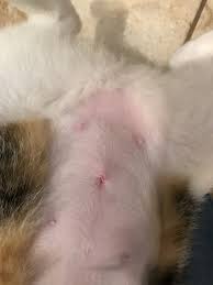 Is My Cat S Spay Incision Infected Thecatsite
