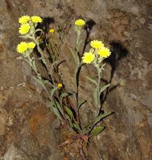 Image result for Nidorella spartioides