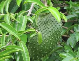 Artikel ini akan membincangkan khasiat durian belanda, kandungan nutrisi dan komponen sihat di dalam durian belanda. Khasiat Daun Sirsak Dan Dampak Konsumsi Rebusan Daun Sirsak Loker Medan Desember 2019
