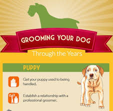 Dog Grooming Near Me Dog Grooming Dogs Grooming