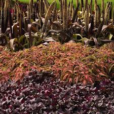 Image result for Coleus megacalyx