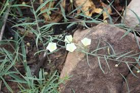 Image result for Xenostegia alatipes