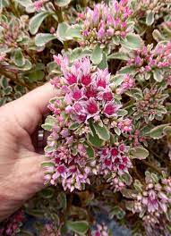 This variety blooms with a truer pink than most sedum flowers. Sedum Spurium Tricolor Buy Online At Annie S Annuals