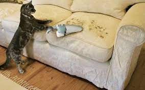 evinde kedi besleyenleri elestirmeden once bilmeniz gerekenler kizlarsoruyor