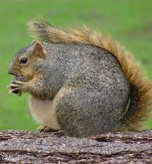 Pin On Animales